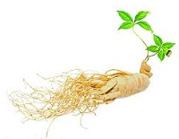 Ginseng