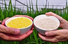 Golden rice ogm