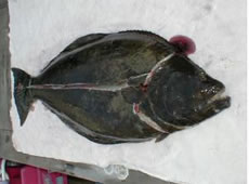 Halibut