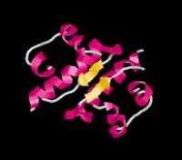 Insulina