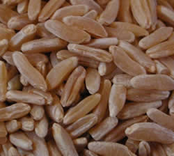 Kamut