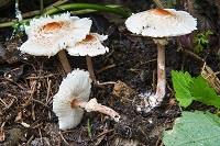 Lepiota cristata