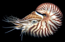 Molluschi cefalopodi