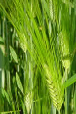 Orzo