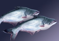 Pangasio