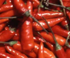 Peperoncino