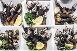 Percebes