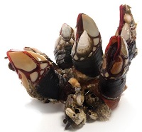 Percebes Peduncolata