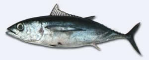 Mercurio nel pesce