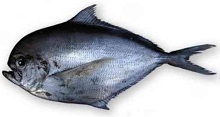 Pesce Castagna