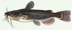 Pesce gatto