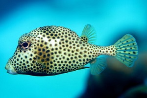 Pesce Palla Sgonfio