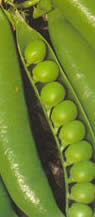 Piselli