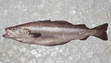 Pollack Pollock Pesce