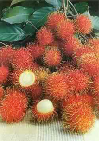 Rambutan