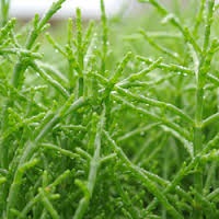 Salicornia