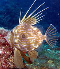 Pesce san pietro