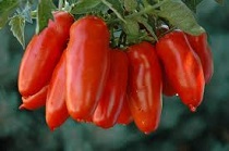 Pomodoro San Marzano DOP