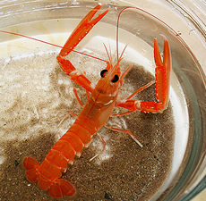 Scampi