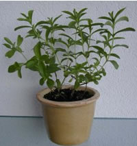 Stevia