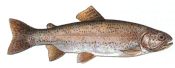 Trota iridea