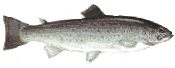Trota lacustre