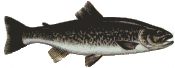 Trota marmorata