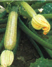 Zucchine