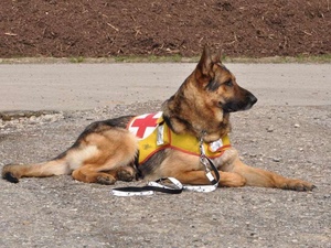 Dieta casalinga per cane da lavoro