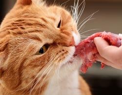 l'alimentazione casalinga del gatto