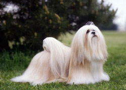 L'alimentazione per un pelo del cane sempre bellissimo!