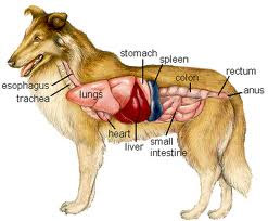 Le caratteristiche principali dell'apparato digerente del cane.