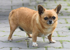 Cane sovrappeso o obeso