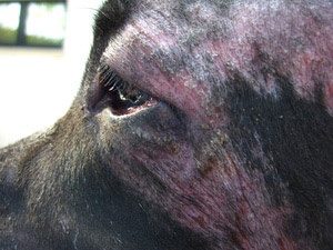 Dermatite atopica del cane