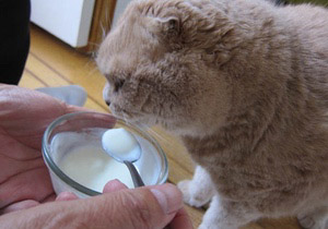 dieta casalinga gatto anziano