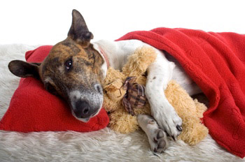 L'alimentazione per i problemi al fegato del cane