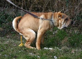 L'alimentazione per i cani con malattie gastrointestinali