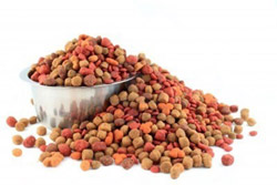 Mangimi secchi e umidi per cani
