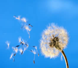 Allergie respiratorie