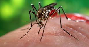 Chikungunya