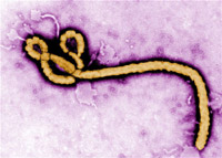 ebola