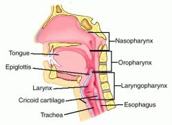 Laringite