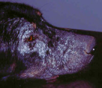 Leishmaniosi