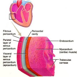 pericardio