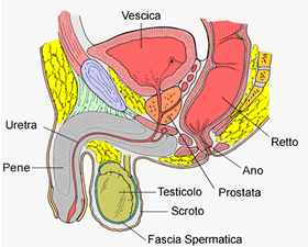 Prostatite