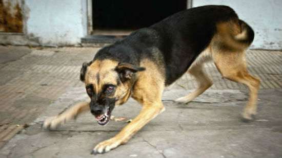 Rabbia