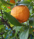Citrus aurantium sinefrina integratori