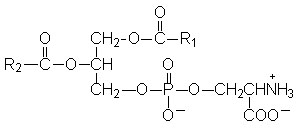 Fosfatidilserina