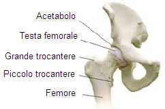 Anatomia dell'articolazione dell'anca