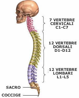 Colonna vertebrale